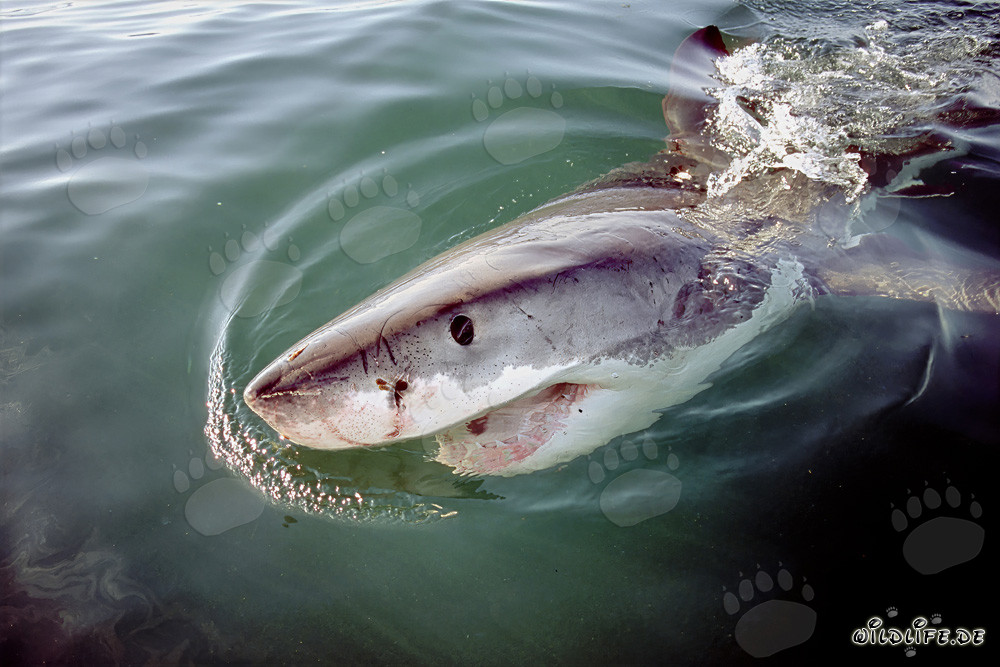 Lo squalo bianco maestoso - Un predatore affascinante dei mari