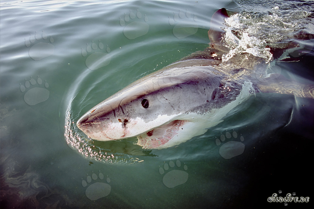 El majestuoso tiburón blanco - Un depredador fascinante de los mares