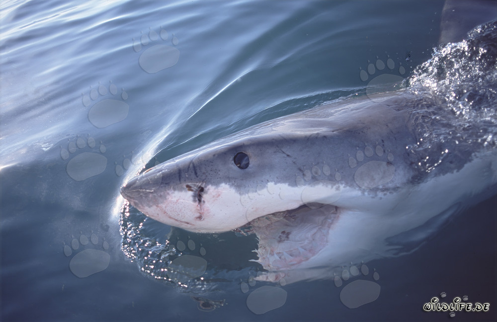 Majestic Great White Shark swimming at the ocean surface
