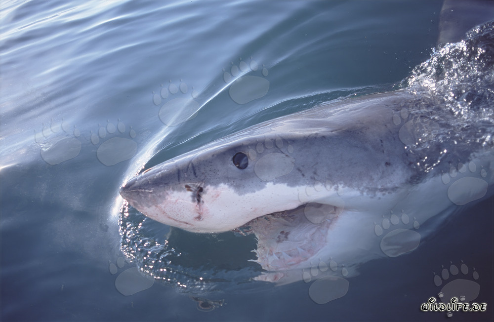 Grand requin blanc au large des côtes sud-africaines