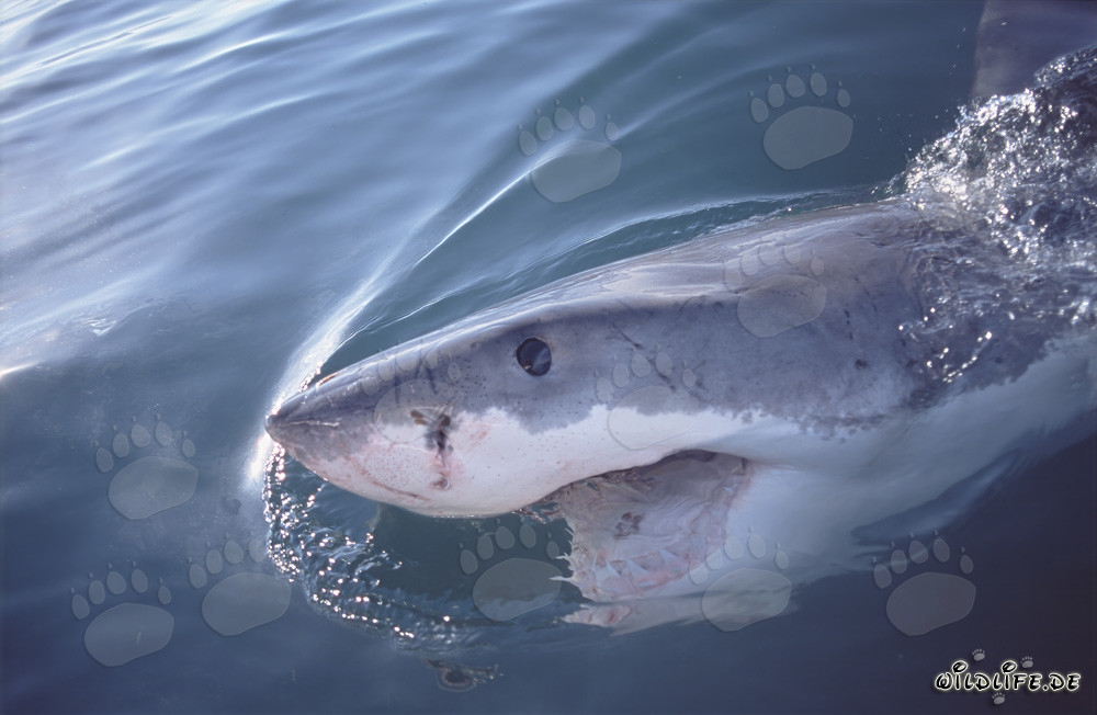 Impresionante tiburón blanco frente a la costa de Sudáfrica