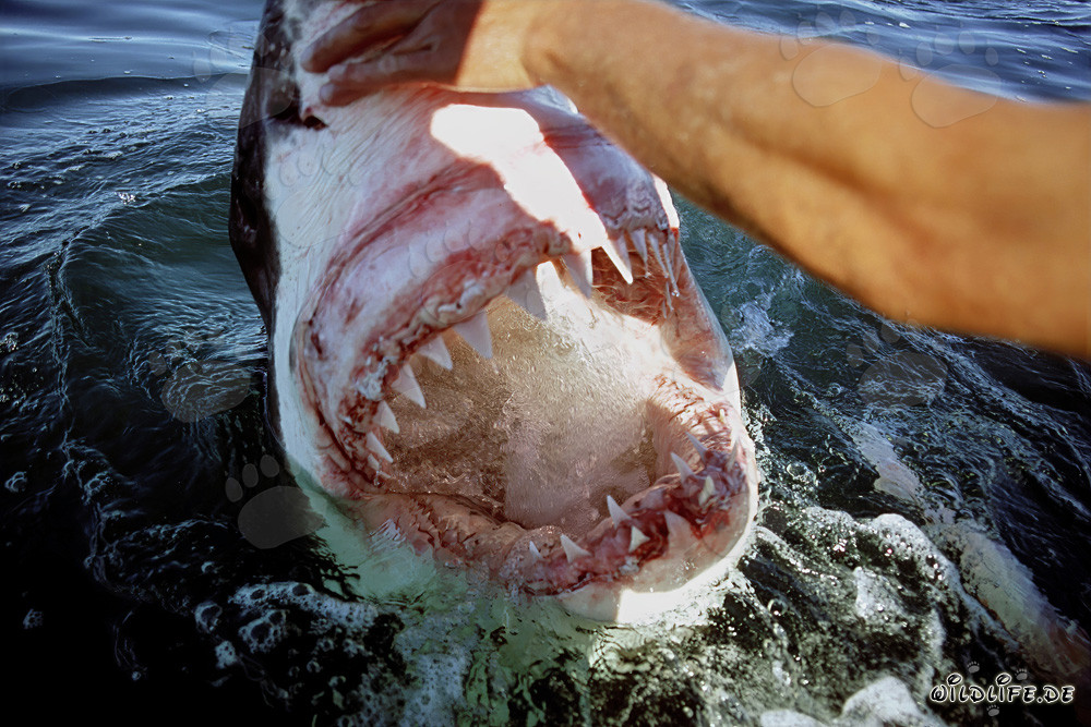 Fascination du grand requin blanc : Mâchoire imposante en action