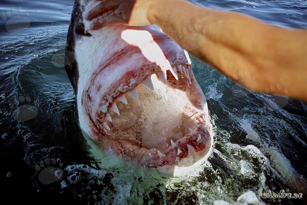 Fascination of the Great White Shark: Impressive Jaws in Action