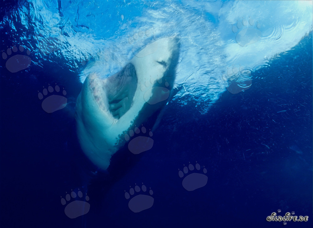 Grand requin blanc majestueux émerge à la surface