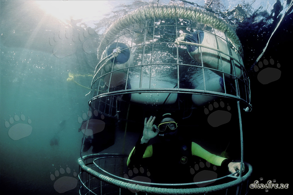 Buceador fascinante en una jaula de tiburones frente a la isla Dyer, Sudáfrica