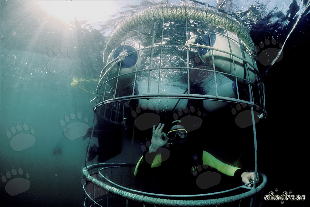 Plongeur fascinant dans une cage de requin devant l'île Dyer, Afrique du Sud