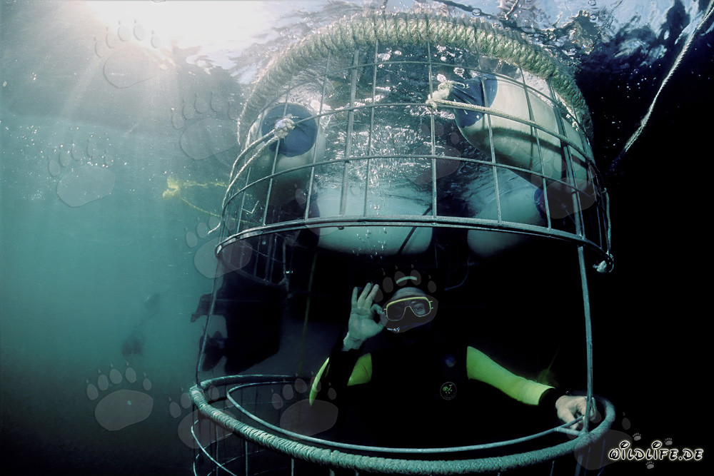 Fascinating diver in shark cage off Dyer Island, South Africa