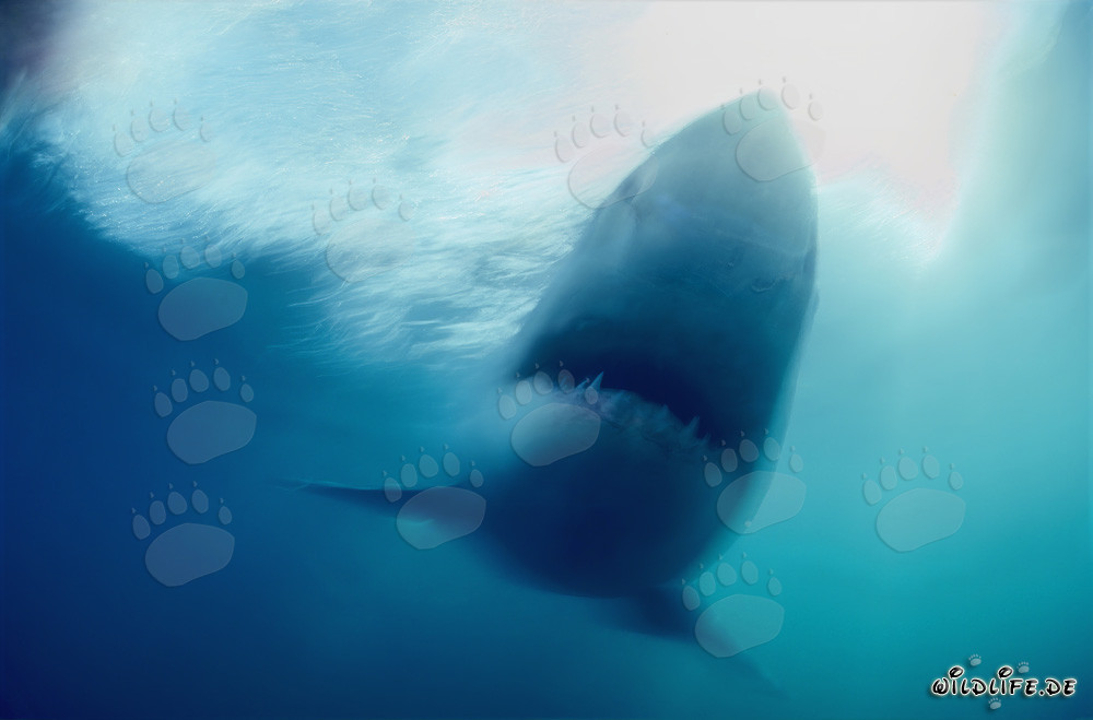The Great White Shark off the coast of South Africa