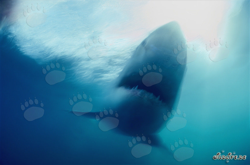 Requin blanc fantôme au large des côtes sud-africaines