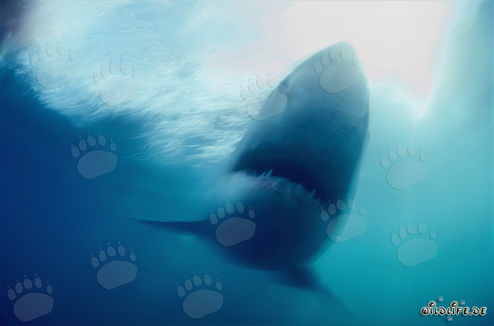 Tiburón blanco fantasma frente a la costa de Sudáfrica