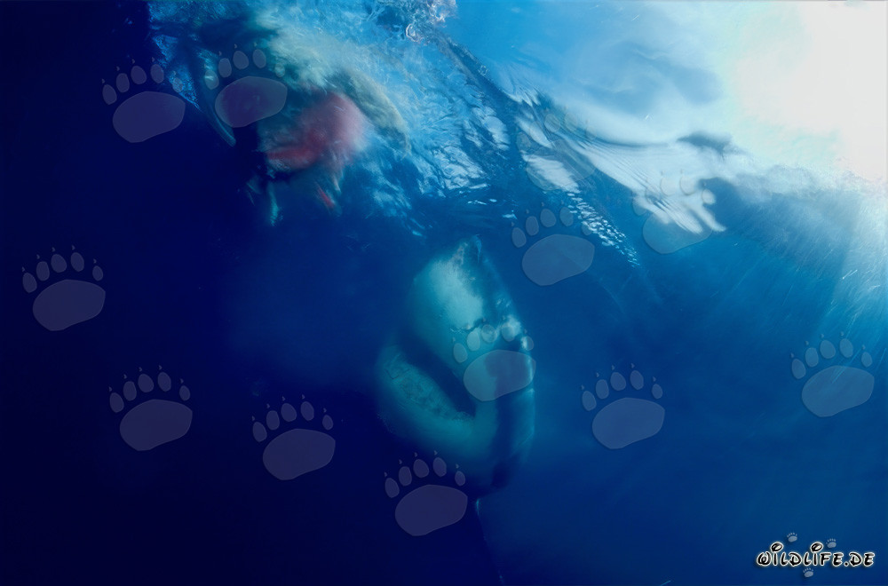 Requin blanc devant l'appât