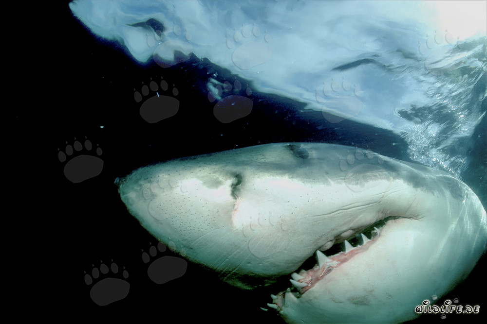 Grand requin blanc majestueux au large de la côte sud-africaine