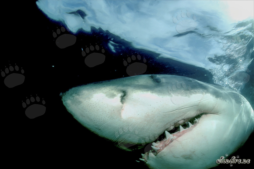 Majestic Great White Shark off the Coast of South Africa