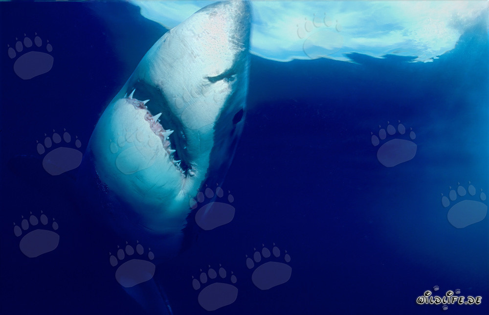 Grand requin blanc impressionnant remonte verticalement à la surface de l'eau