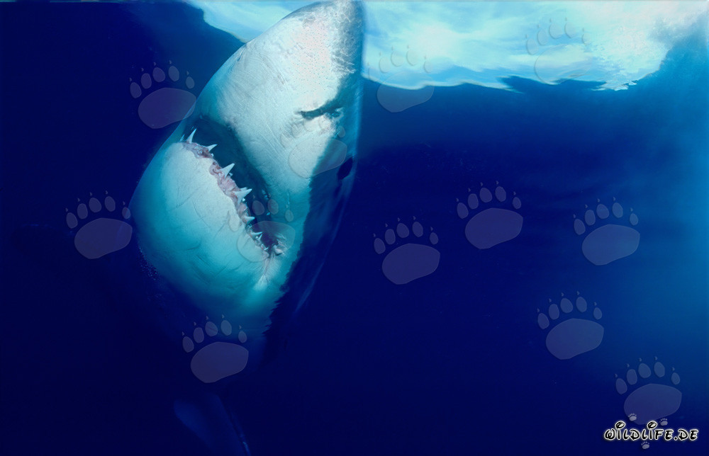 Gran tiburón blanco imponente asciende verticalmente a la superficie del agua