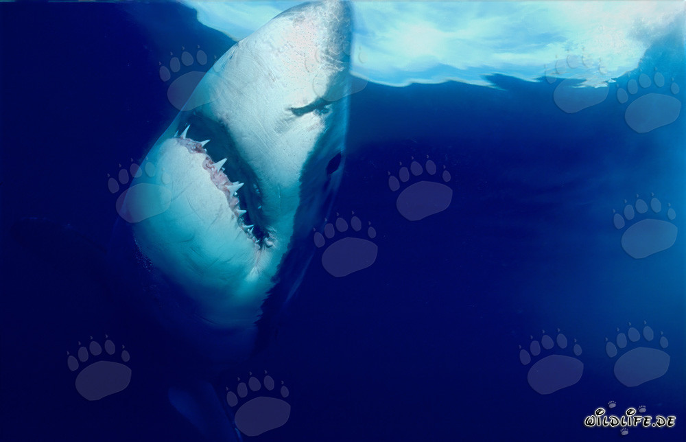 Impressive Great White Shark ascending vertically to the ocean surface