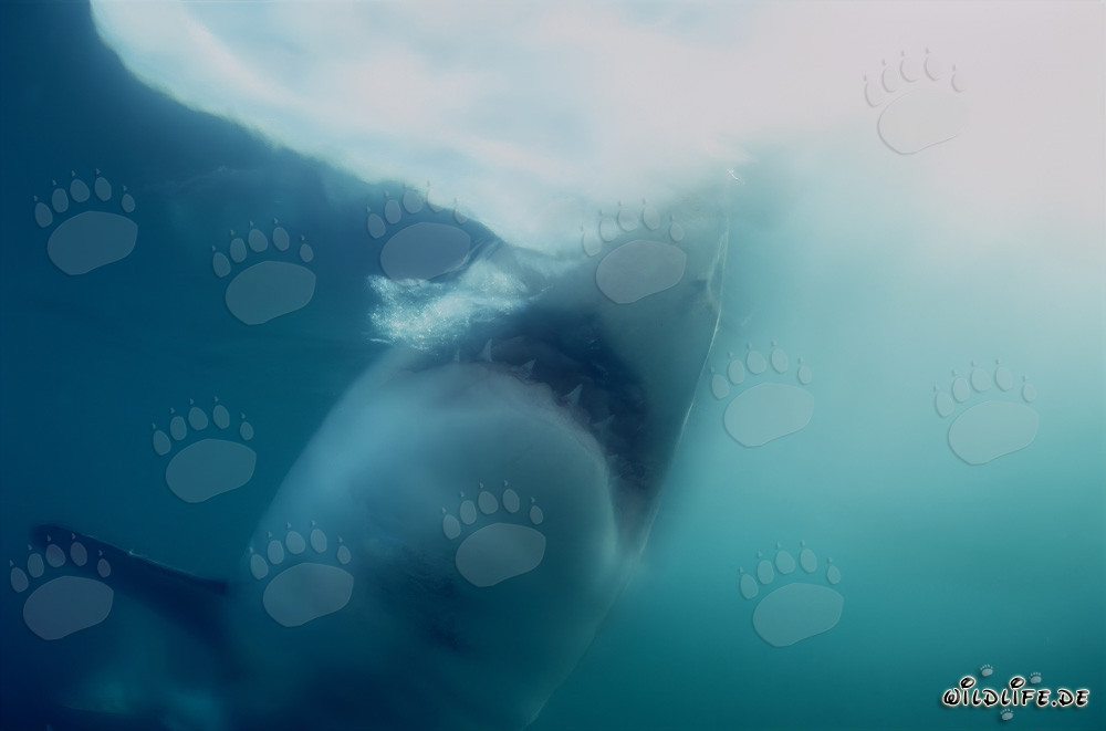Great White Shark hunting for prey in the open sea