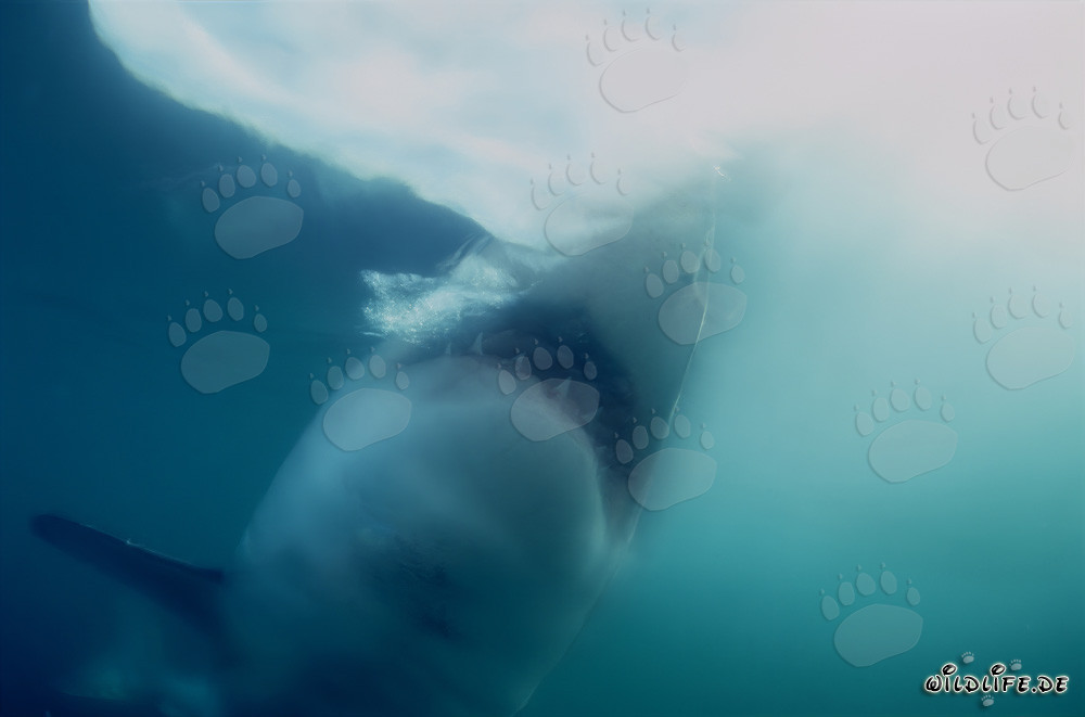 Requin blanc attaque en haute mer sa proie