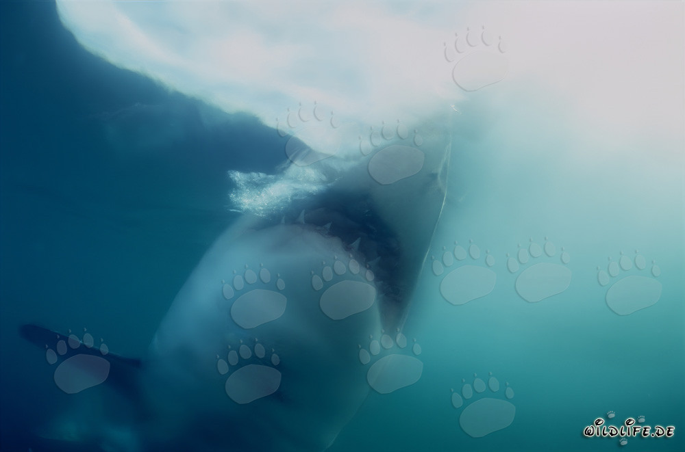 Tiburón blanco ataca en alta mar a su presa
