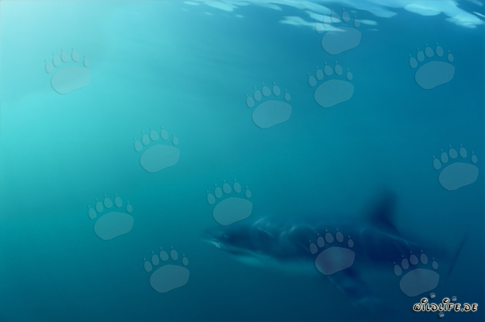 Majestic Great White Shark glides through the water past Dyer Island