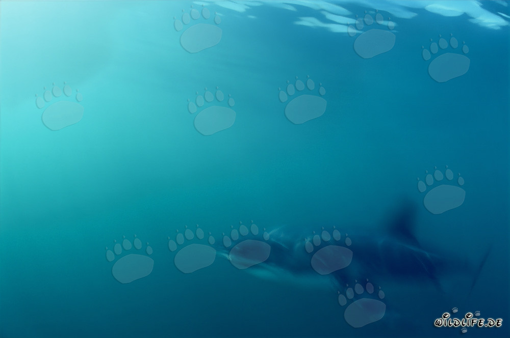 Requin blanc majestueux glissant à travers l'eau près de l'île Dyer