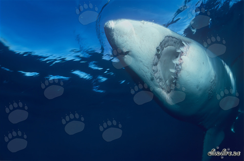 Grand requin blanc nage verticalement vers le haut