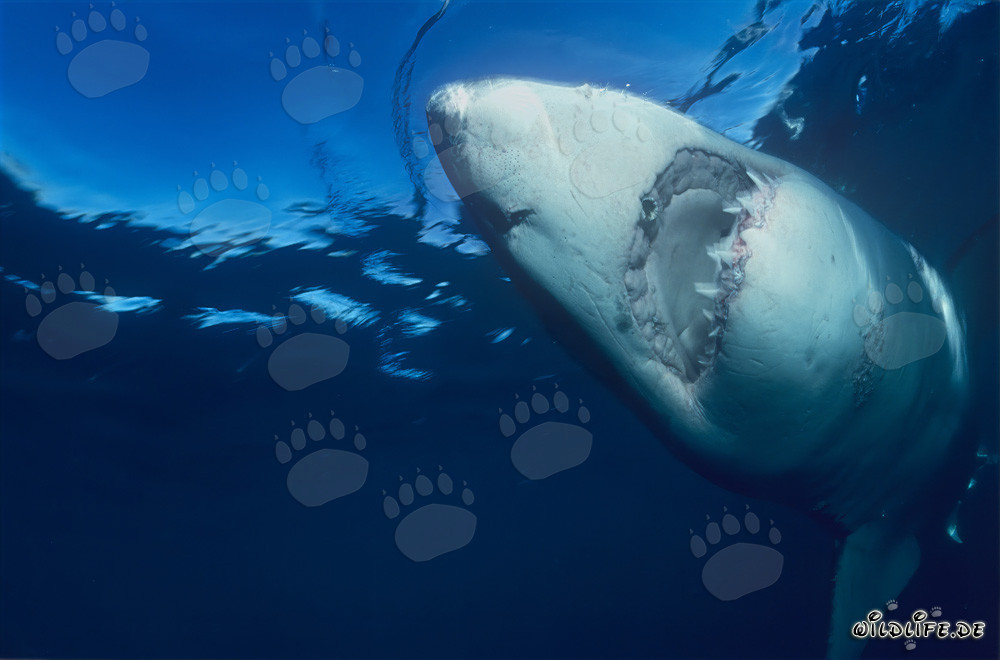 Impresionante tiburón blanco nada verticalmente hacia arriba