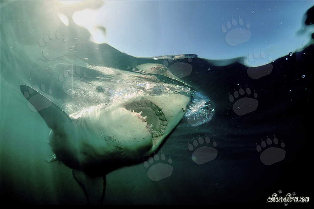 Fascination et danger : Le grand requin blanc devant l'île de Dyer, Afrique du Sud