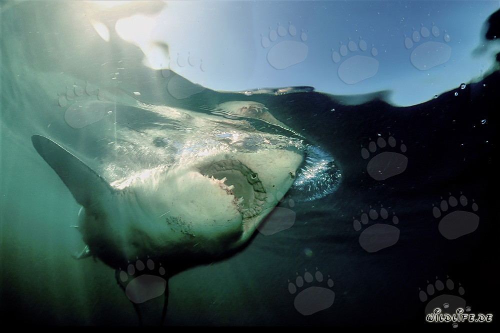 Fascination and Danger: The Great White Shark near Dyer Island, South Africa