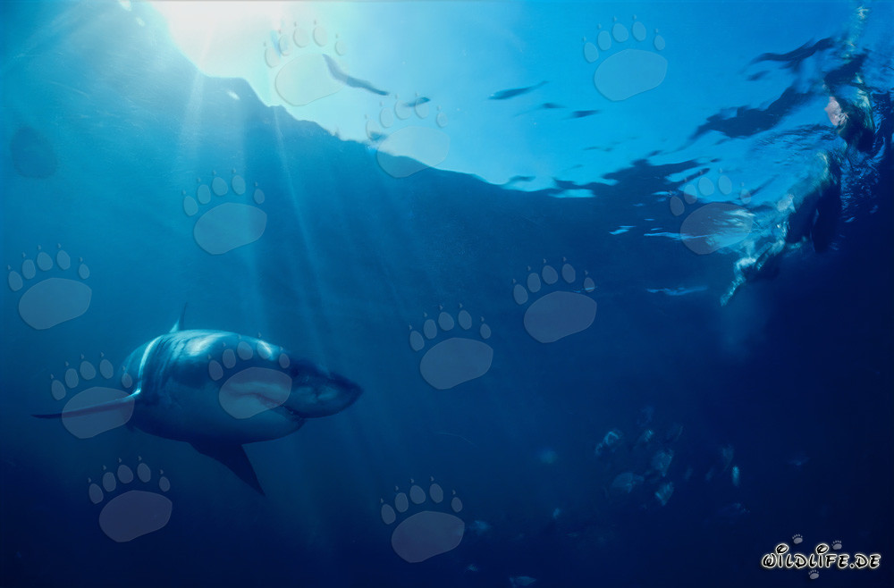 Grand requin blanc nage près de la surface de l'eau au large de la côte sud-africaine