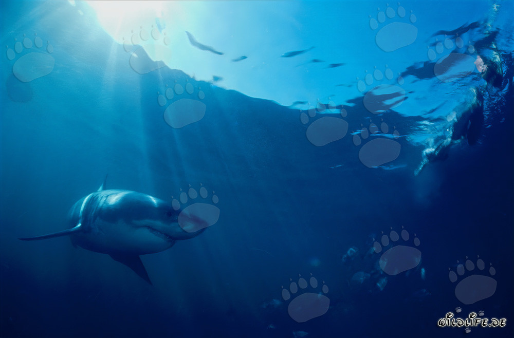 Majestic Great White shark swimming near the water surface off the coast of South Africa