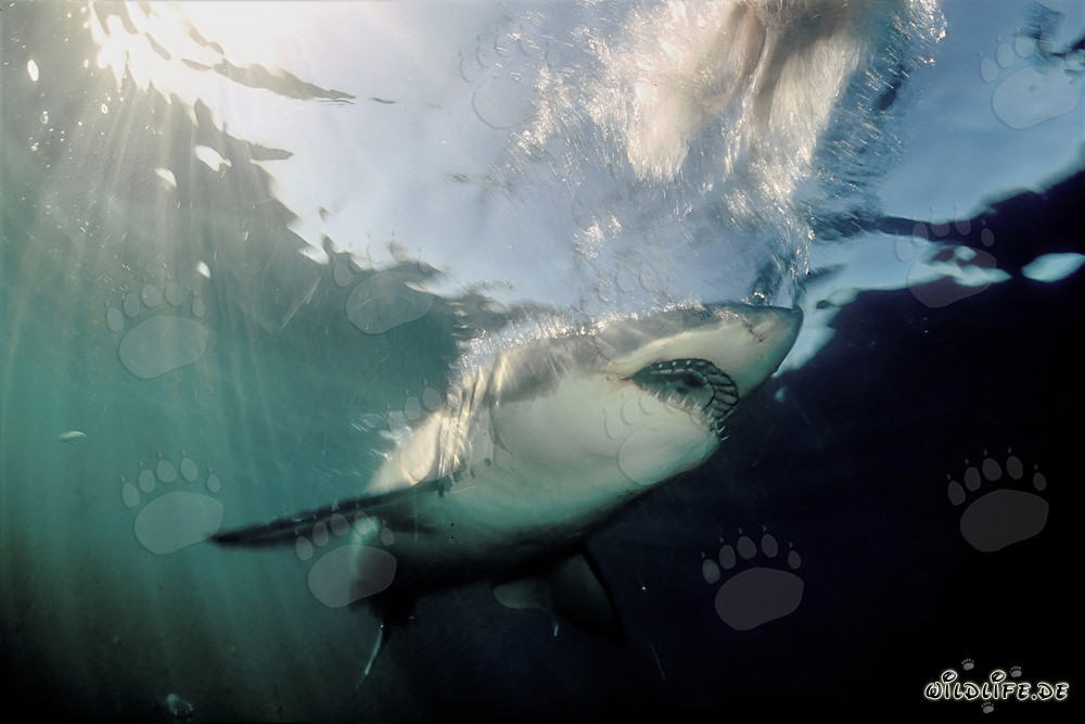 Le majestueux grand requin blanc émerge de l'obscurité de l'eau