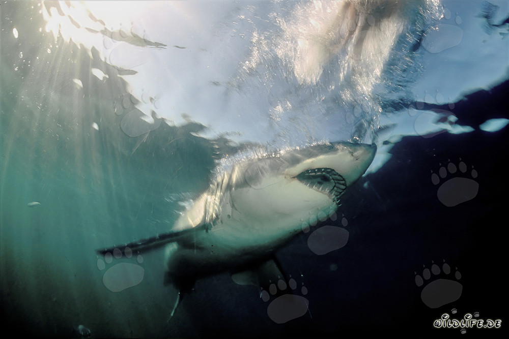 Majestic Great White Shark emerging from the dark water