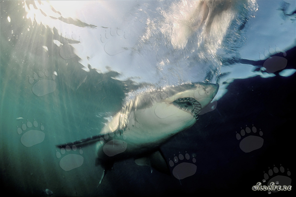 El majestuoso tiburón blanco emerge de la oscuridad del agua