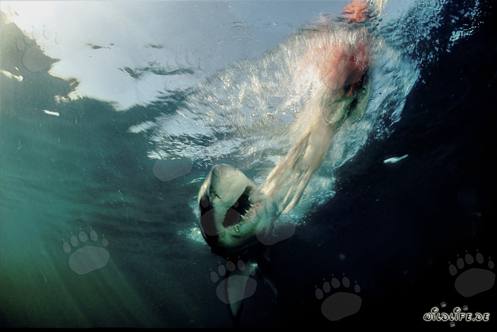 Great White Shark snapping at prey
