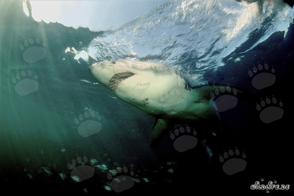 Le majestueux grand requin blanc dans les profondeurs des océans