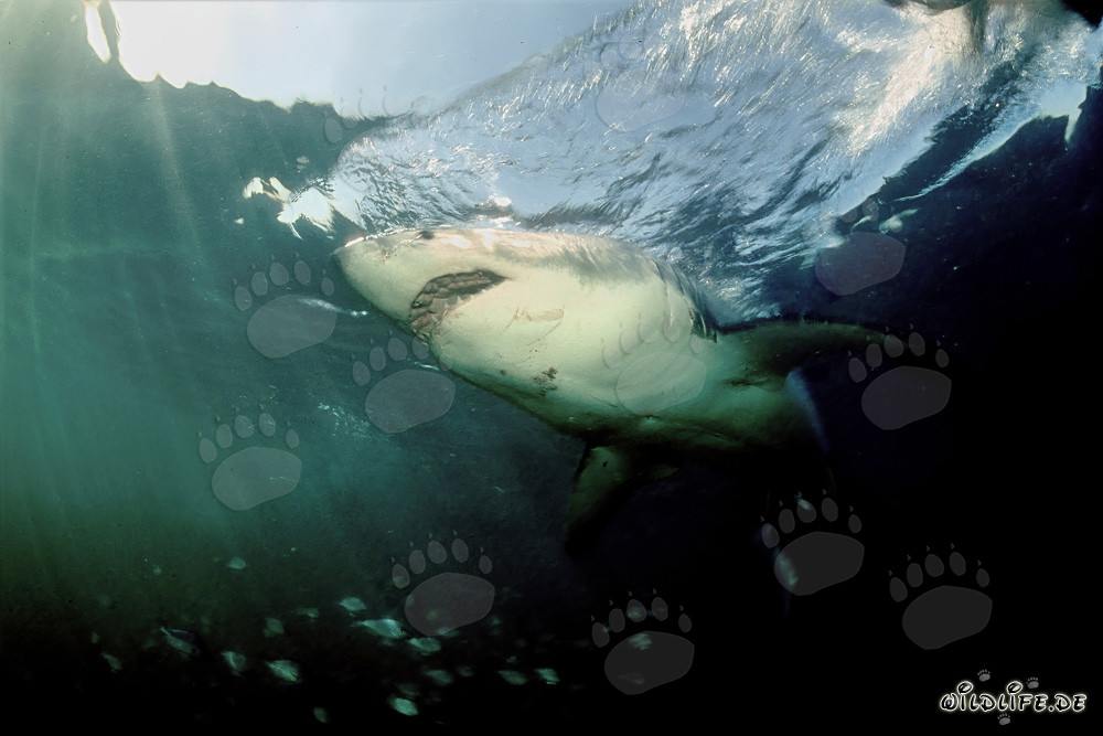 El majestuoso tiburón blanco en las profundidades de los océanos