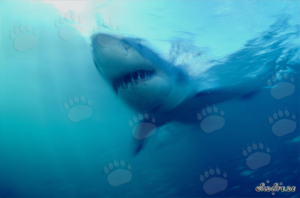 Impresionante cazador de los mares: Gran tiburón blanco