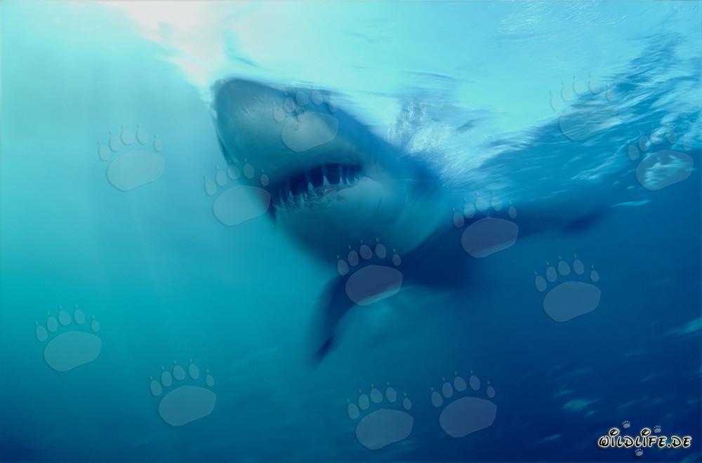 Impressionnant chasseur des mers : Grand requin blanc