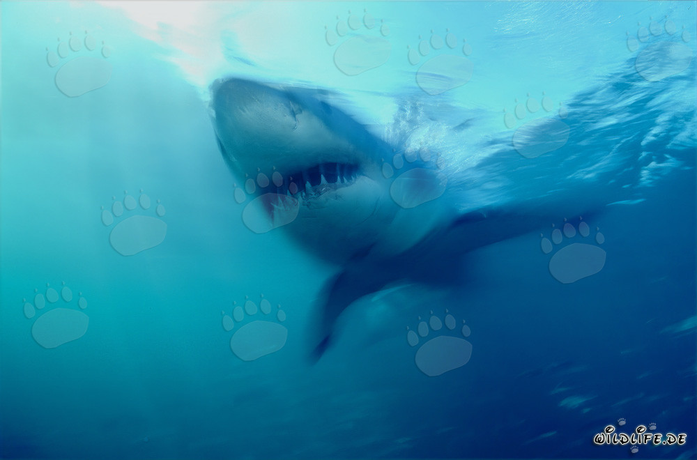 Impressive Hunter of the Seas: Great White Shark