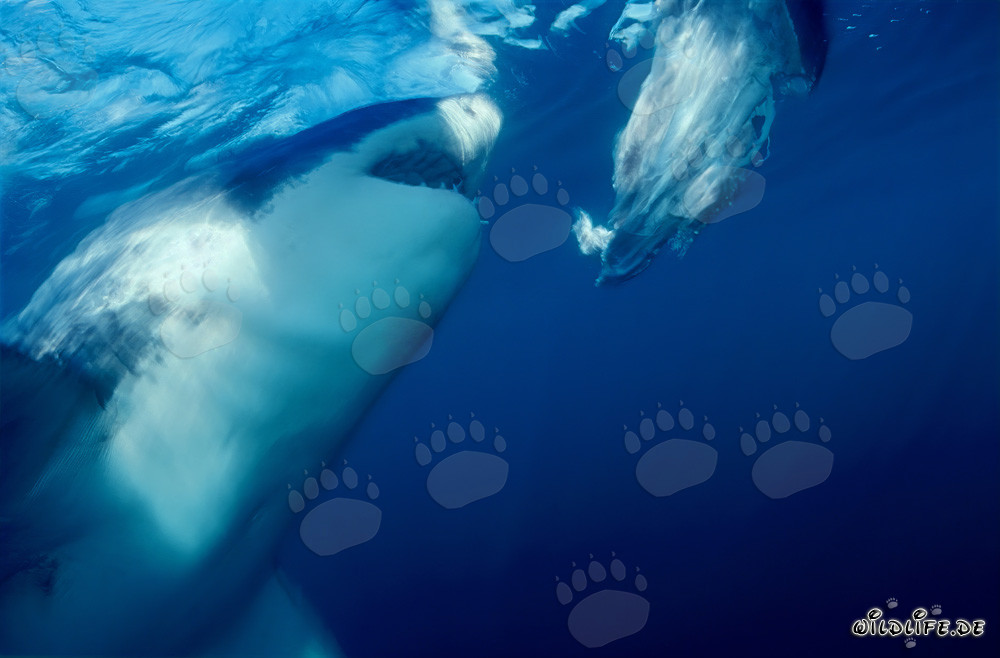 Large Great White Shark Biting Off the Coast of South Africa