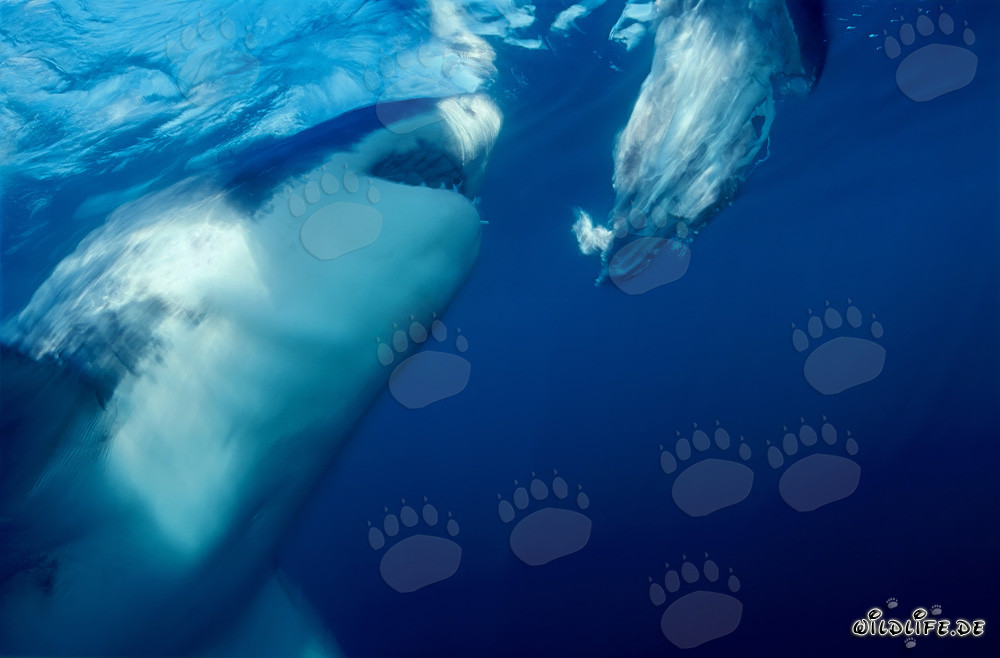 Grand requin blanc mord près de la côte sud-africaine