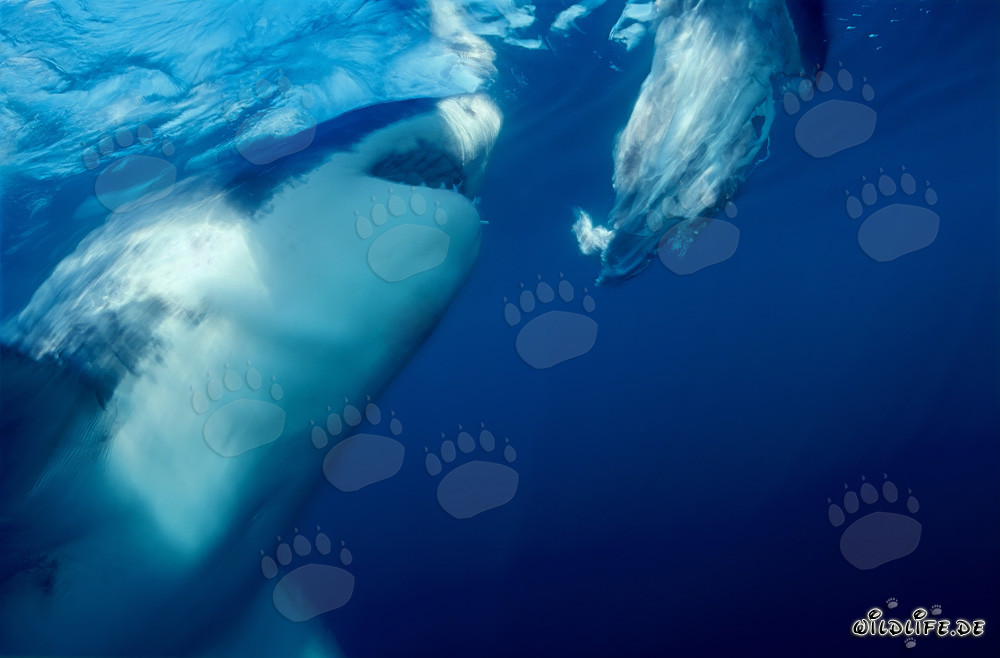 Gran tiburón blanco muerde frente a la costa de Sudáfrica