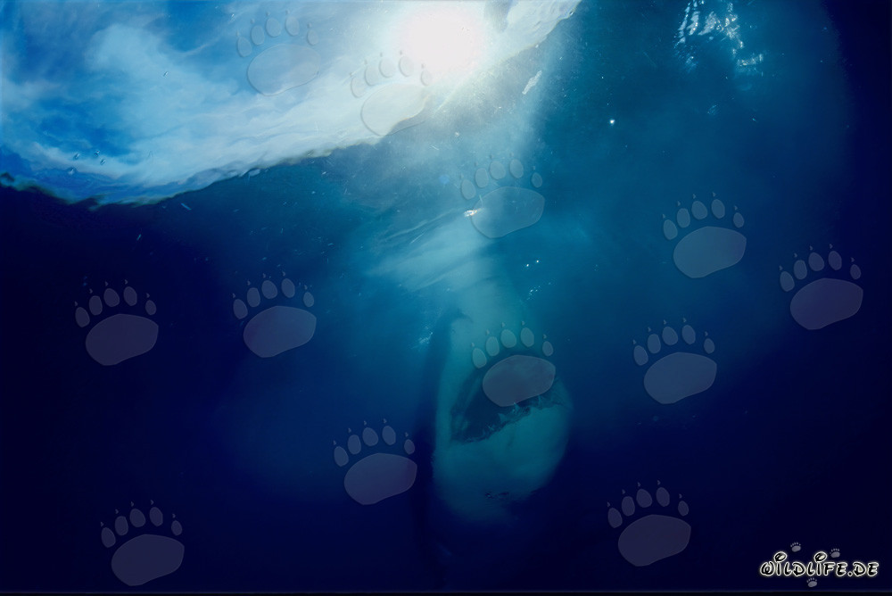 Grand requin blanc en pleine ascension raide