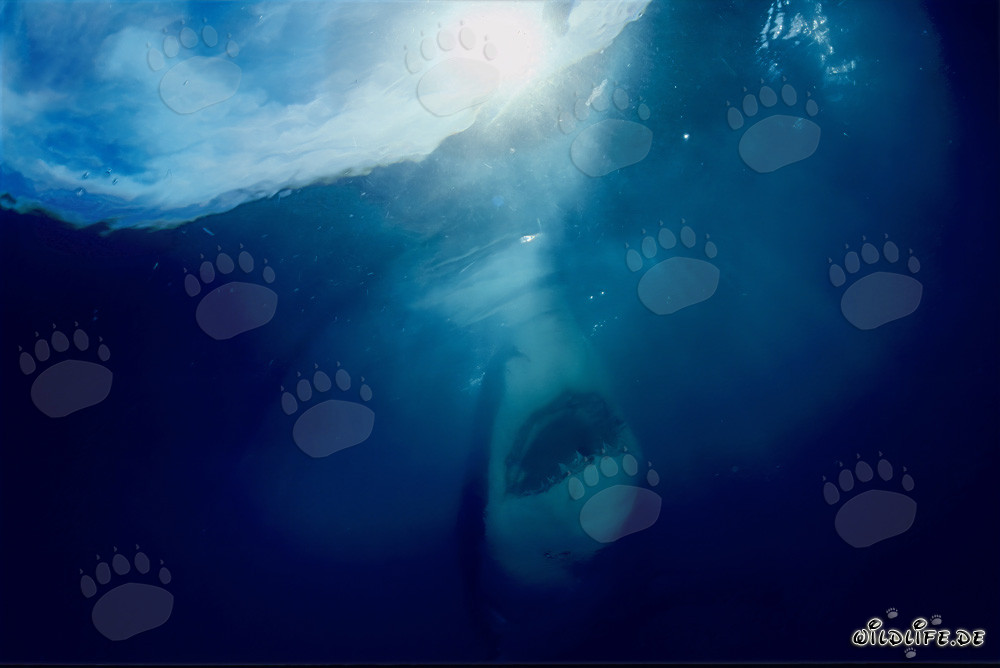 Great White Shark ascending to the ocean surface