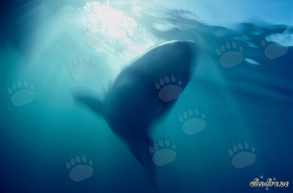 Un grand requin blanc émerge majestueusement des profondeurs de l'océan