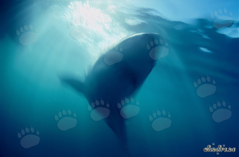 Majestic appearance of a Great White Shark emerging from the depths of the ocean