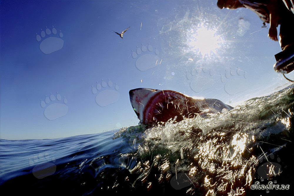Fascinating Encounter with the Great White Shark off the Coast of Gansbaai