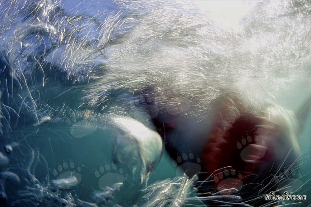 Vue impressionnante : un grand requin blanc émerge des profondeurs