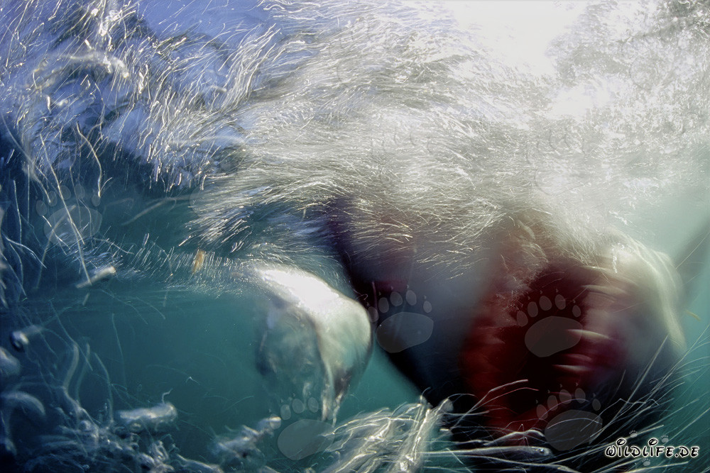 Impressive sight: Great White Shark emerges from the depth